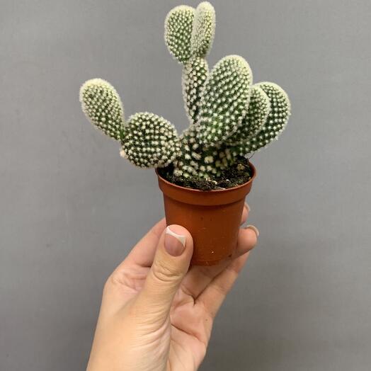 Кактус 🌵