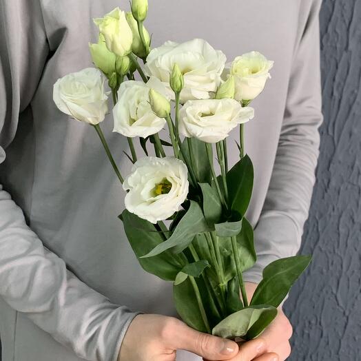 Эустома белая свежая