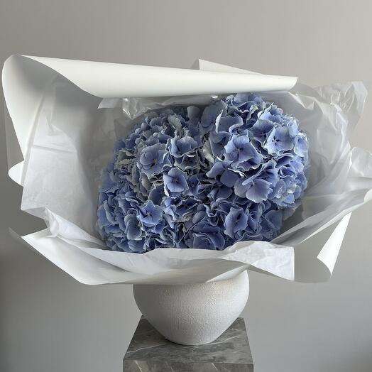 Hortensias bleu