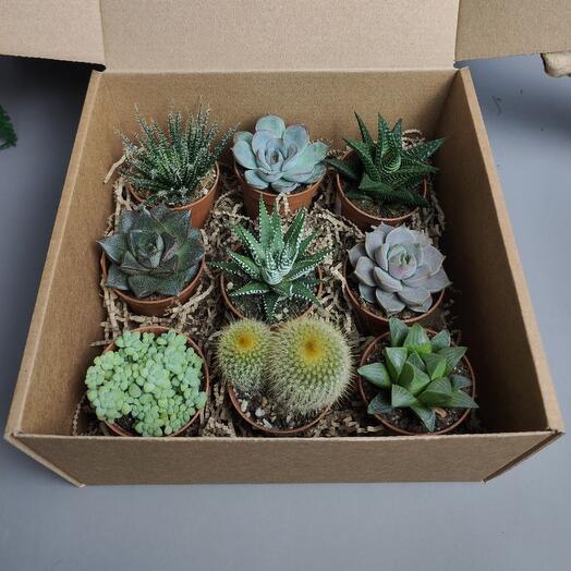 Подарочный набор 9 сочных суккулентов + инструкция + пипетка для полива