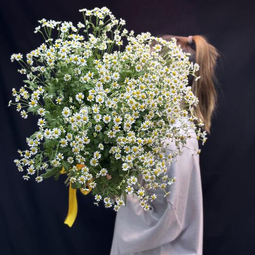 Ромашки полевые 🌼
