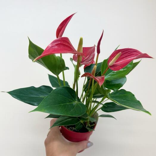 hanging garden planter Mini Hanging Planter – Still Serenity
