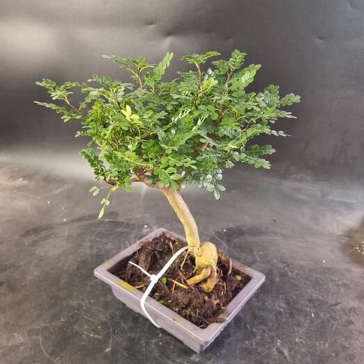 Дерево бонсай Фисташка китайская