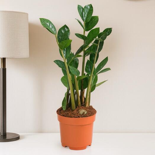 Zamioculcas zamiifolia