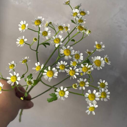Танацетум Камилла
