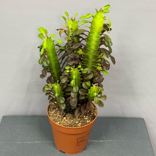 Эуфорбия - молочай треугольный ☘️