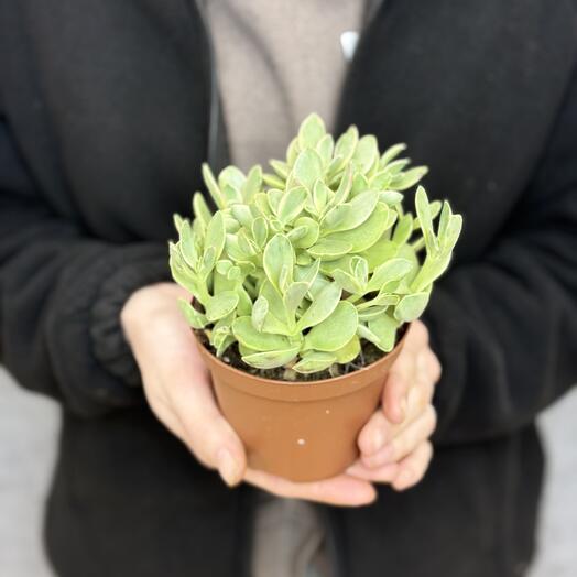 Crassula money maker variegata