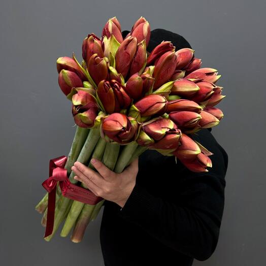 Красные амариллисы 19 штук
