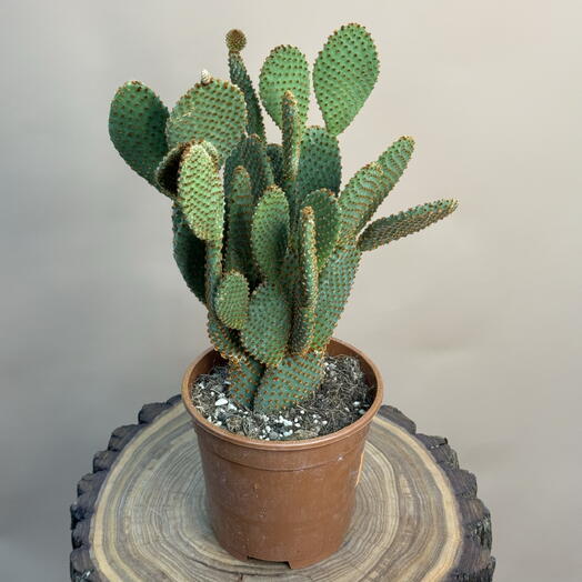 Кактус Опунция