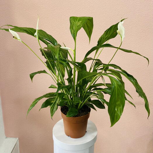 Спатифиллум