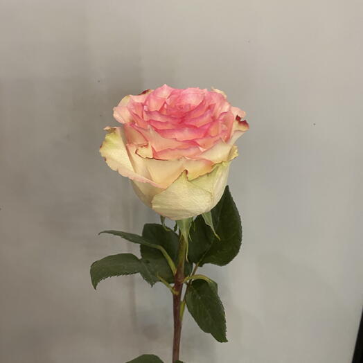 Роза эсперан