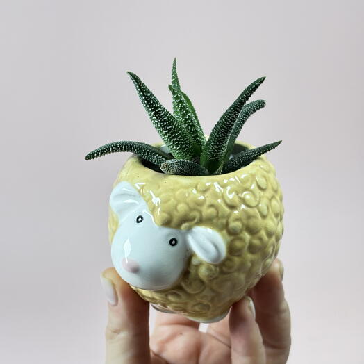 Суккулент в керамическом кашпо Овечка