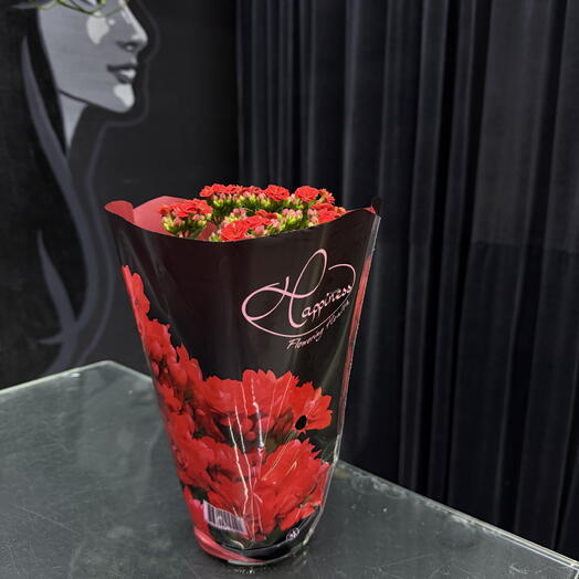 Каландива в горшке