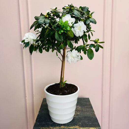 Азалия на штамбе в кашпо