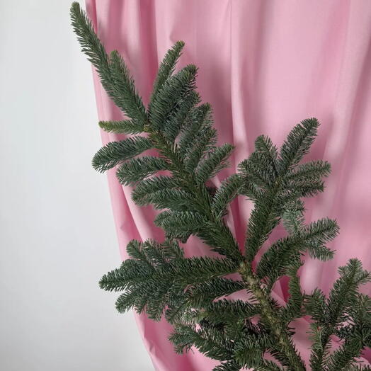 Ветви нобилиса