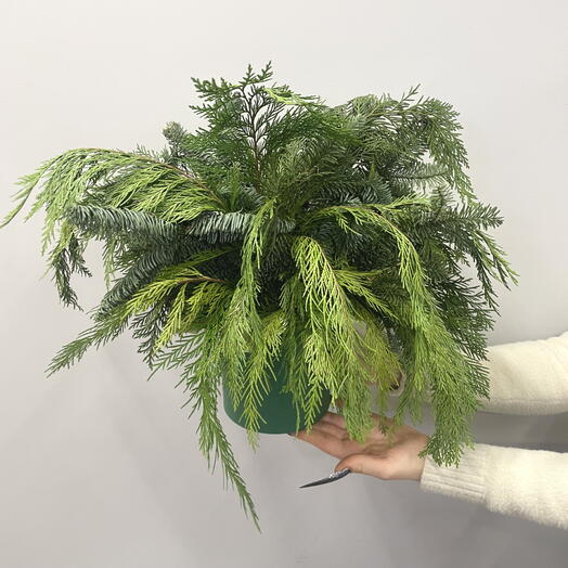 Хвойная коробочка