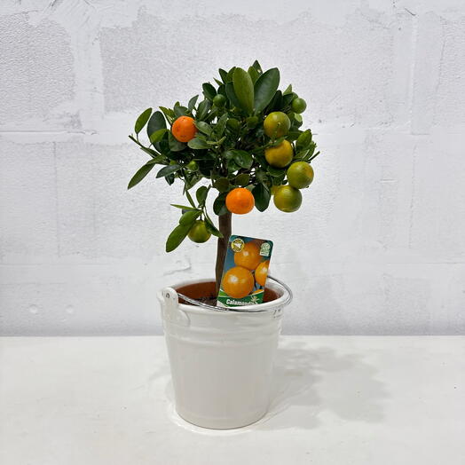 Мандарин Calamondino