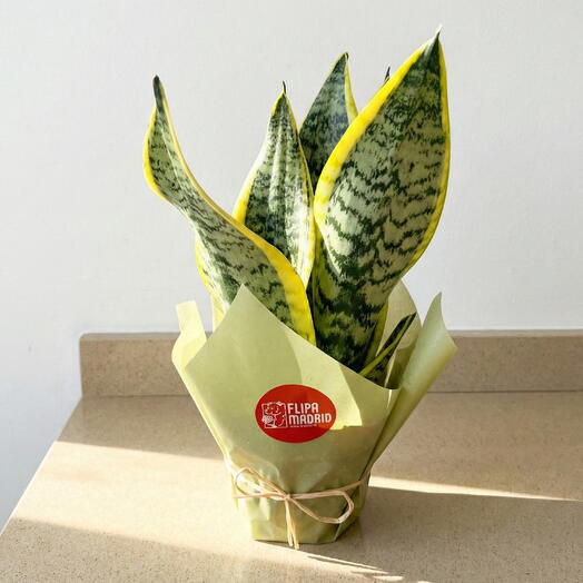 Sansevieria plant wrapped as a gift