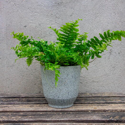 Nephrolepis / paprat