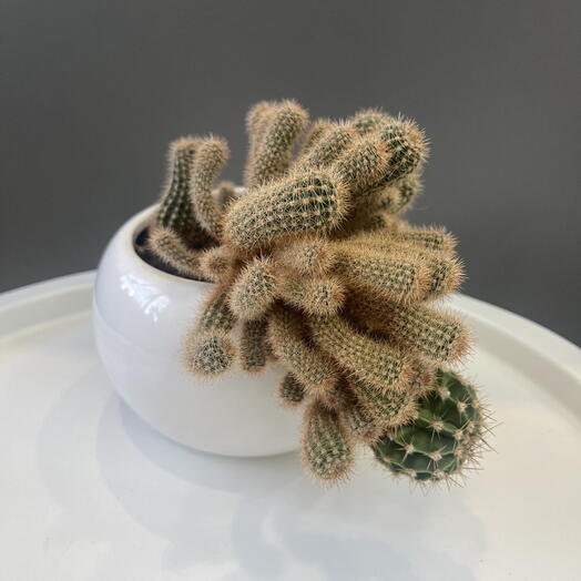 Большой кактус 🌵