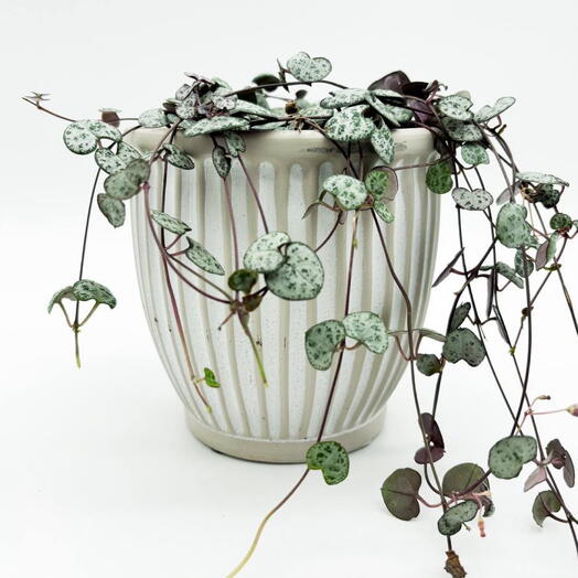 Церопегия в кашпо Антик