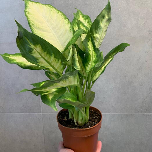 Диффенбахия