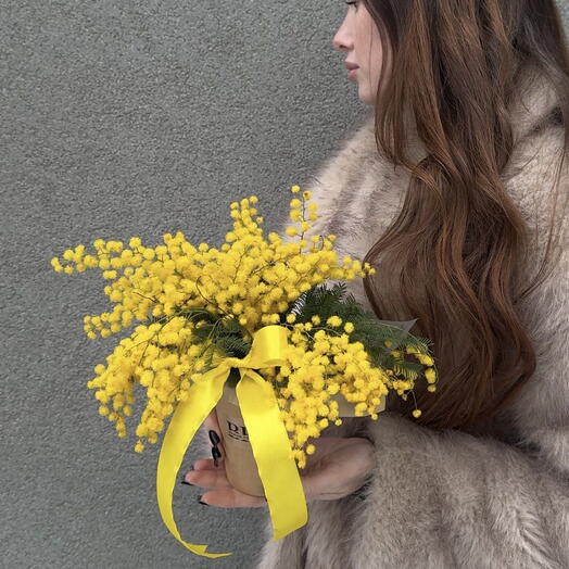 Ароматная мимоза в стаканчике