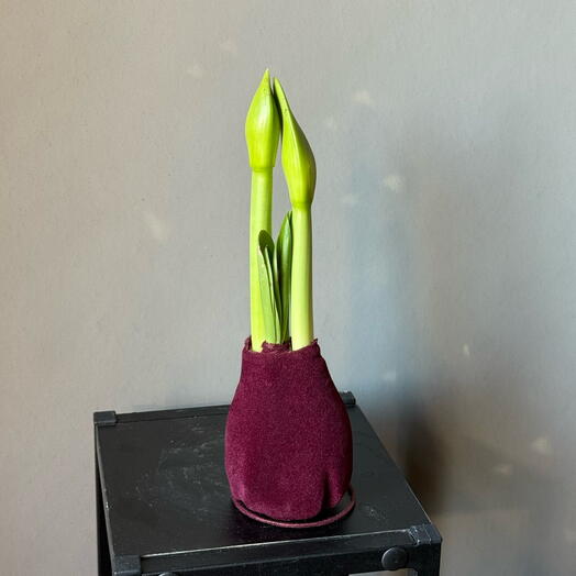 Луковица амариллиса в бархатном воске