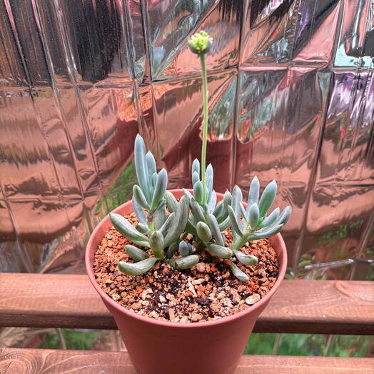 сенецио, крестовник/senecio AIZOIDES