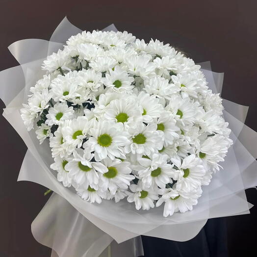 Моно хризантем ромашковых