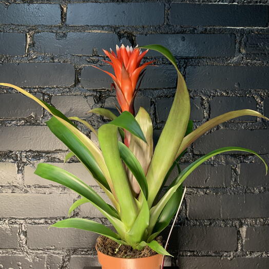 Гузмания Хоуп