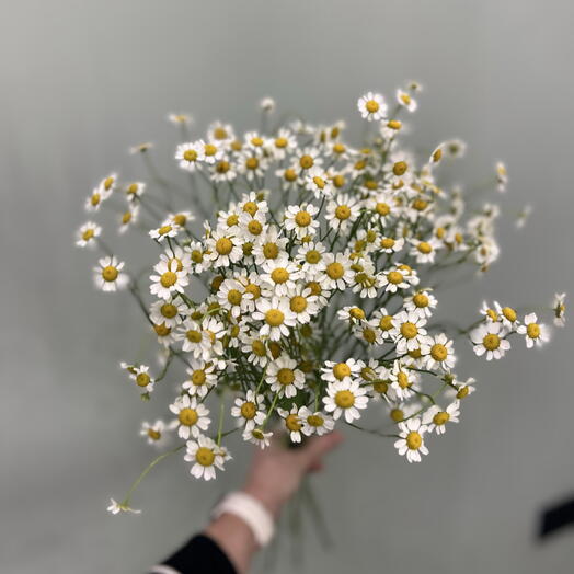 Букет Ромашек