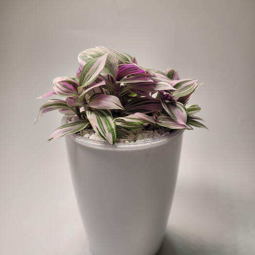 Традесканция (albiflora variegata Pink Hil)