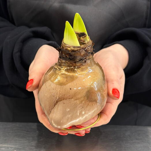 Луковица амариллиса