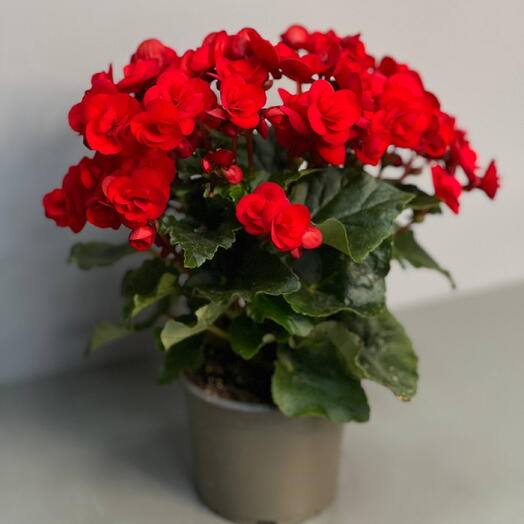 Комнатное растение БЕГОНИЯ (BEGONIA) DU GEMENGD