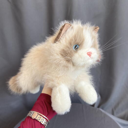 Котик коричневый
