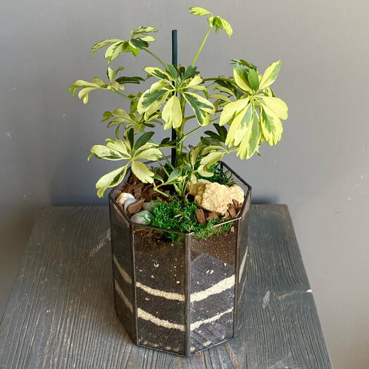 Флорариум с шефлерой