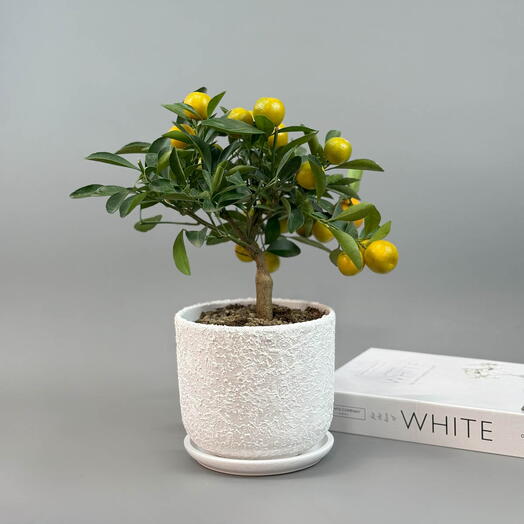 Мандарин Каламондин с плодами в белом горшке