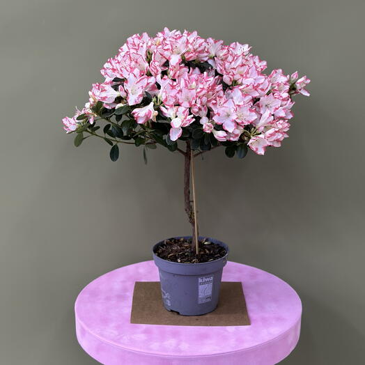 Азалия в горшке