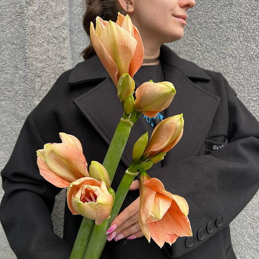 Амариллис персиковый 3 шт