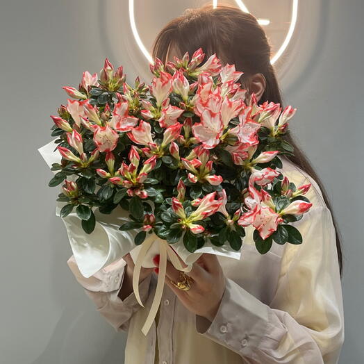 Азалия бело-розовая