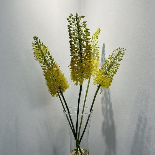 Эремурус экзотический цветок