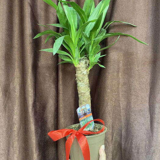 Юкка🌴