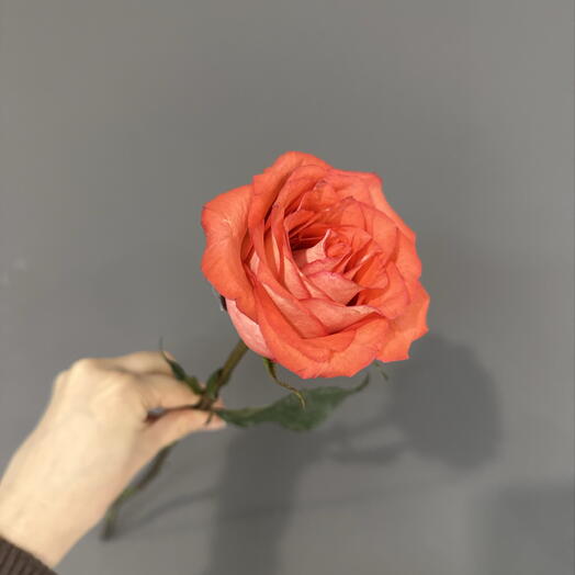 Роза 🌹
