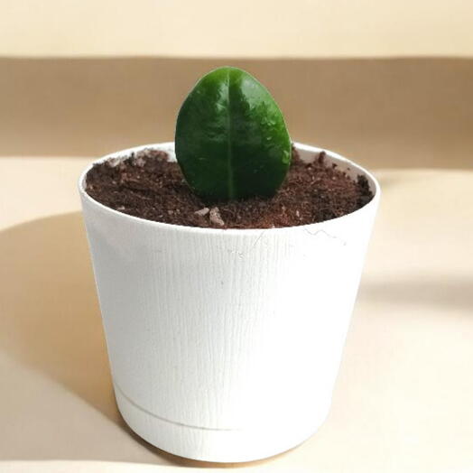 Долларовое Дерево Zamioculcas Zenzi