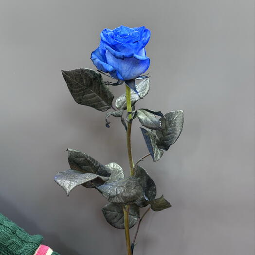 Роза синяя