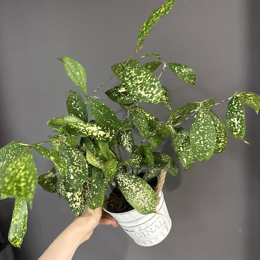 Драцена 🌱🤍