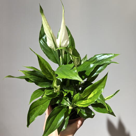 Спатифиллум 🌿