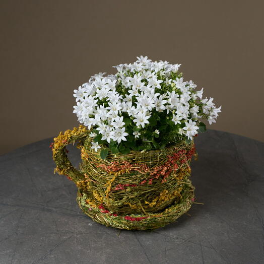 Кампанула белая в чашечке (колокольчики)
