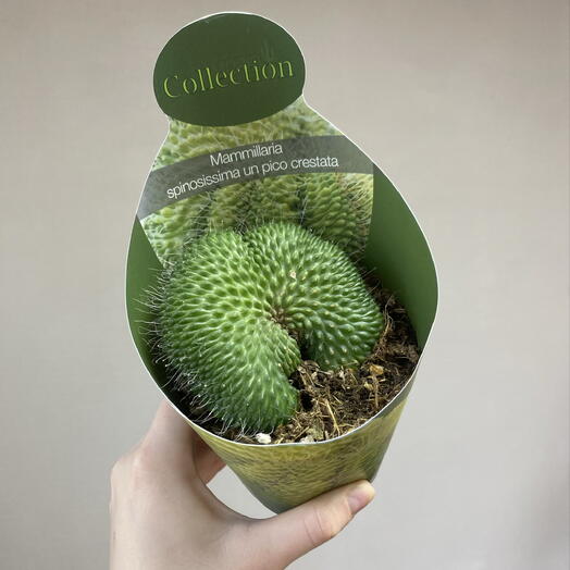 Маммилярия Spinossisima